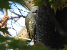 161126_aogera.jpg