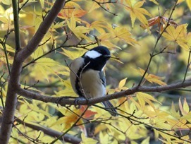 161210_sijyukara.jpg
