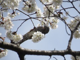 170415_hiyodori.jpg