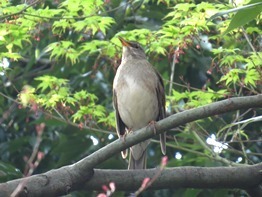 170415_shirohara.jpg