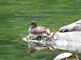 170708_kaitsuburi.jpg