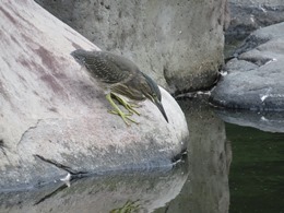 170715_sasagoi.jpg