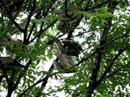 170812_sasagoi.jpg