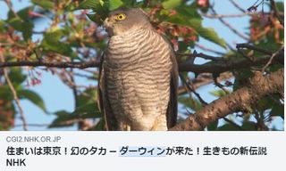 ダーウィン.JPG