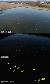 伊豆沼白鳥カウント.jpg