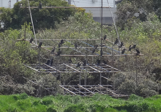 営巣台20150417.jpg