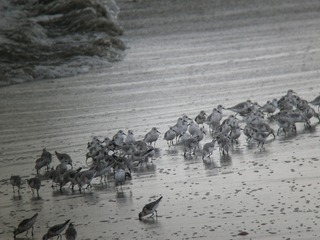 IMGP0130.jpg