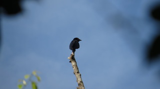 IMG_9621.jpg