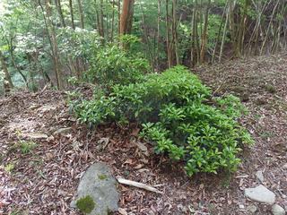 P5220185.jpg