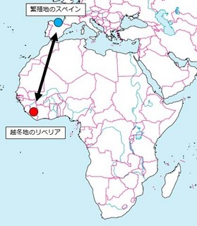 ジオロケつばめ.jpg